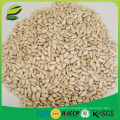 sunflower seeds kernels